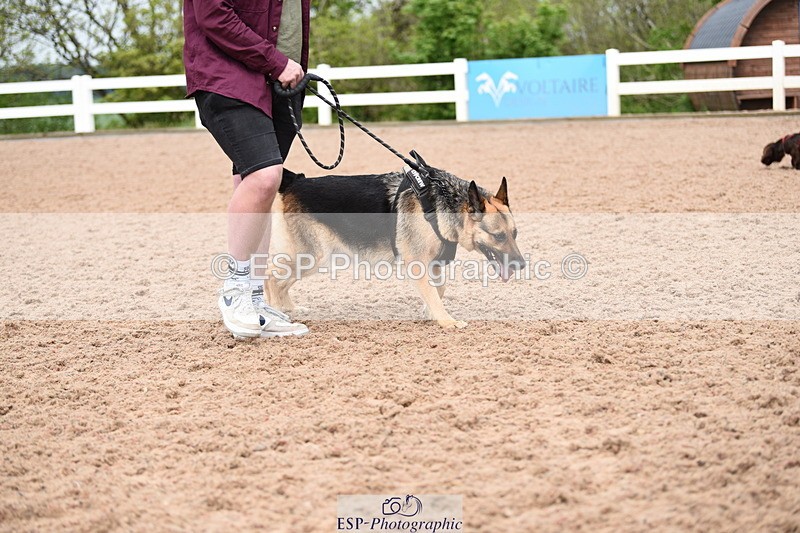 240518A-120948-01105 - Cls 3 Handsomest Dog