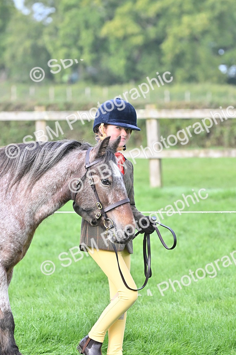 SBM_56838 - S45 - Coloured Pony In Hand