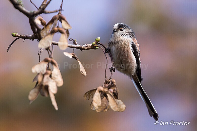 Long-tailed Tit with Sycamore seeds - Nature