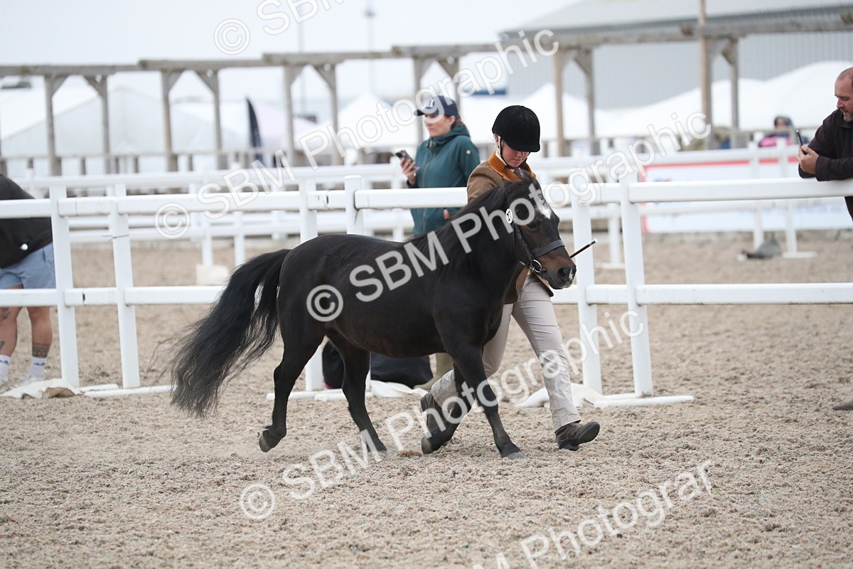 SBM_18304 - Class 318 IH Part bred Horse/Pony