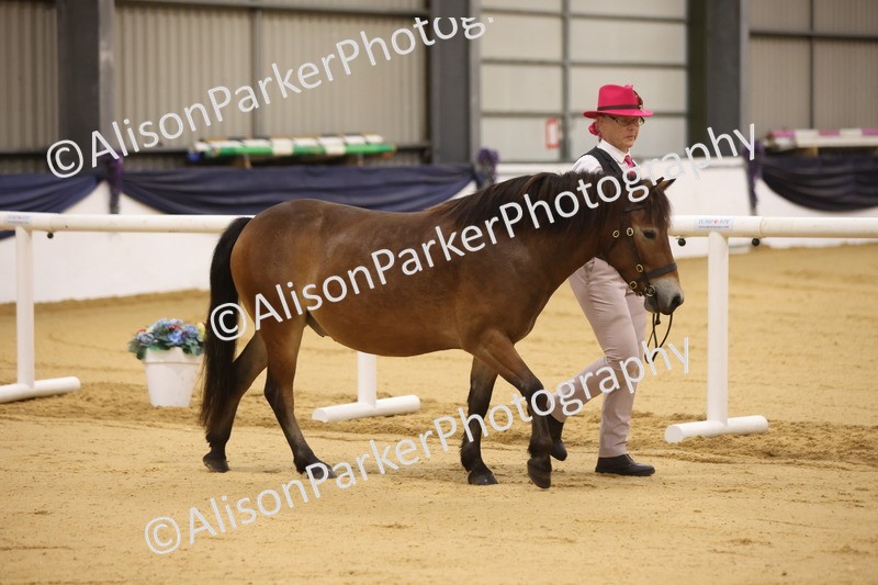 20260913-0999 - Class 109 - Bred On Exmoor In Hand