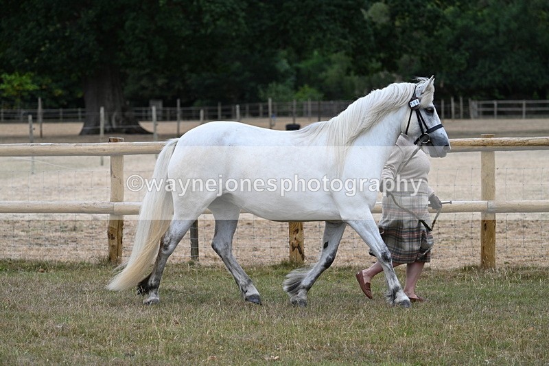 WJ7_8707 - Class 4a Prettiest Mare 14.2hh and over