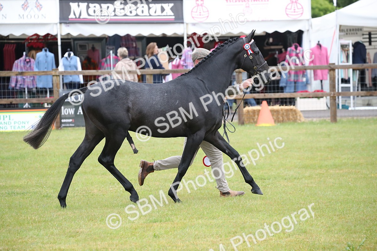 SBM_00240 - Class 17-20 - Arab & Part Bred - Anglo Arab In Hand