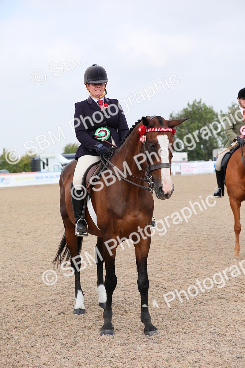 SBM_11490 - Class 305 Ridden Foreign Breeds- Pure Bred