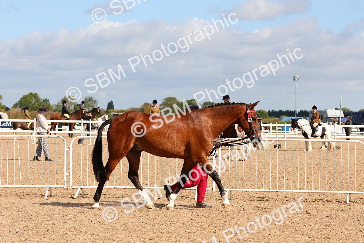 SBM_11166 - Class 208 - IH Veteran Horse