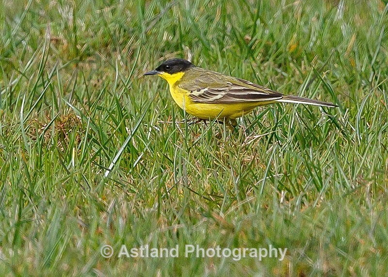 Astland Photography, Bird and Wildlife Images, Susan and Peter Wilson, U.K.