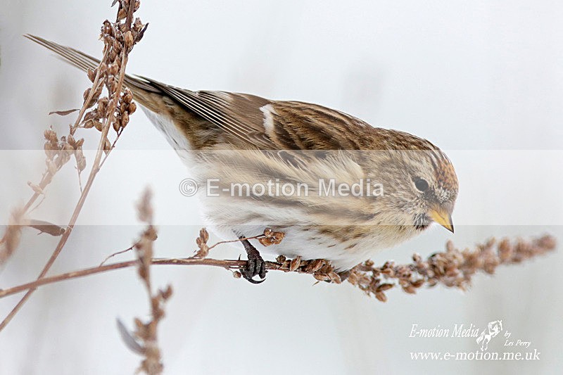Lesser Redpoll 220113 4 - Nature