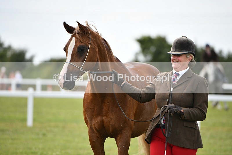 DSC_8479 - Class 69: Pure, Anglo & Part Bred In Hand Arab