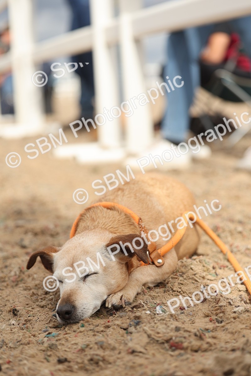 SBM_18025 - Class 314 - Family Horse Pony