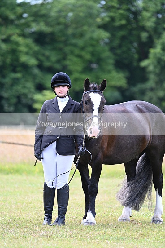 WJ7_7124 - Class 5a Most Handsome Gelding in Hand