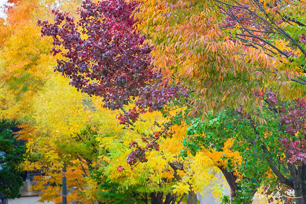 DSC_3235 - Trees
