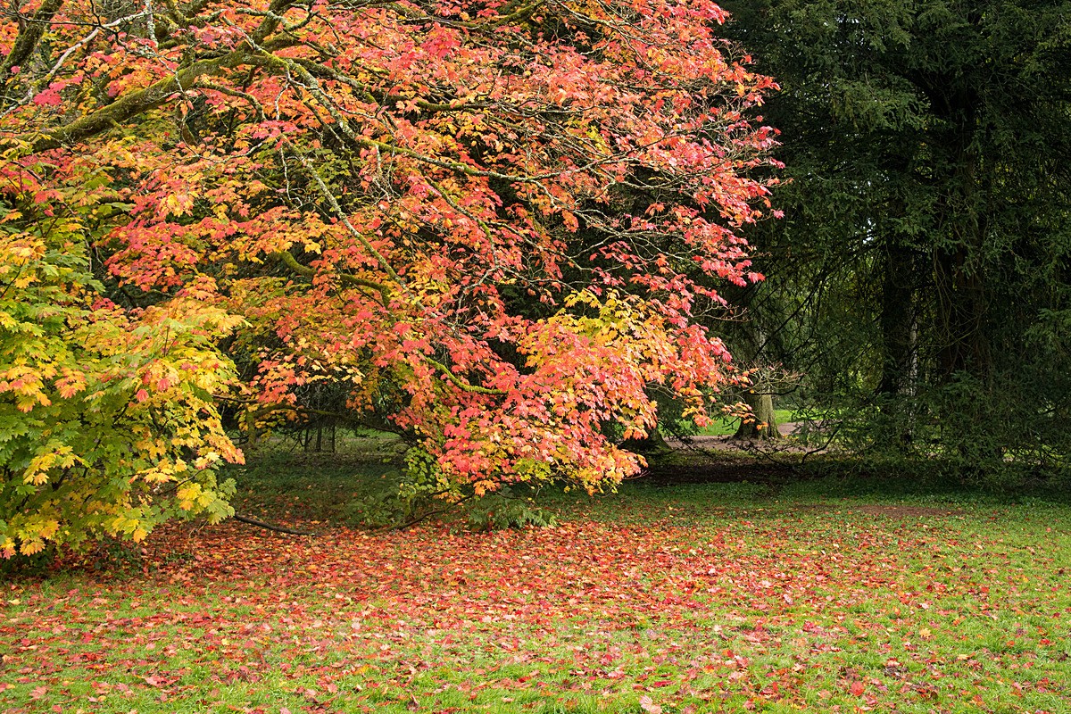  - Autumn