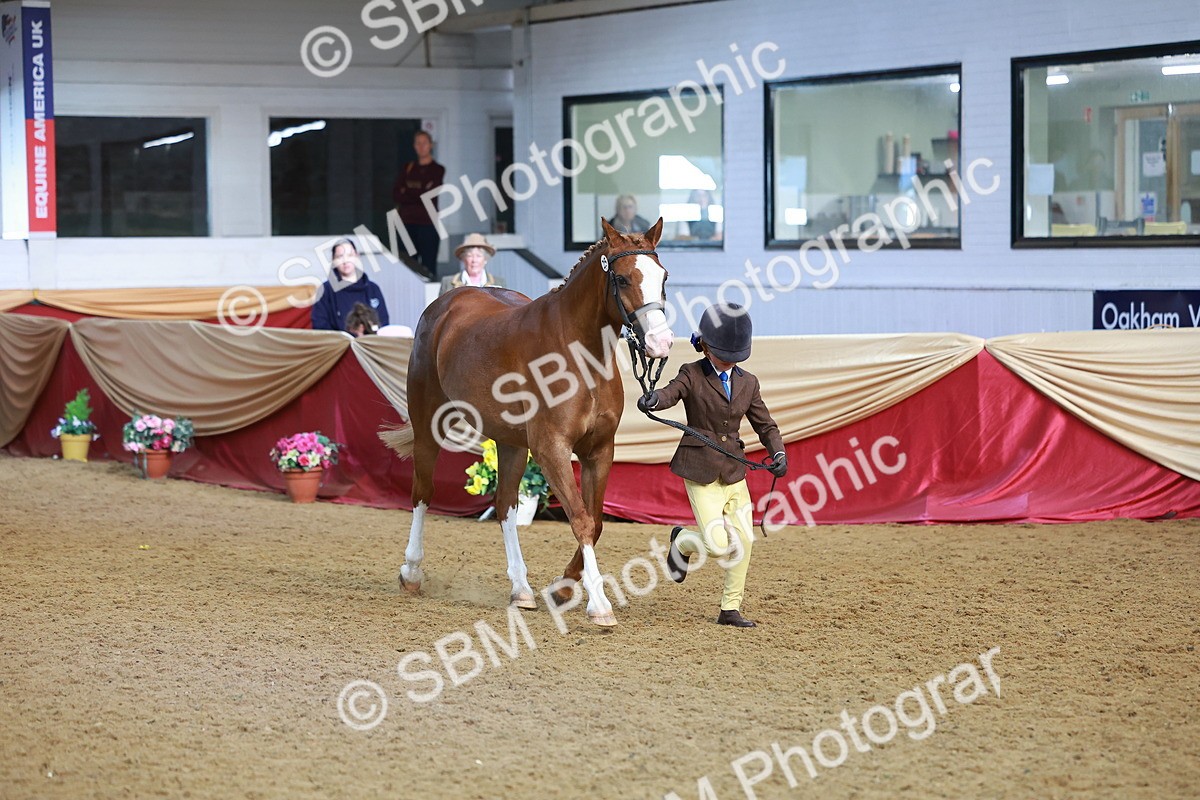 SBM_07721 - Class 101 - HOYS Veteran Qualifier - Ridden Diamond