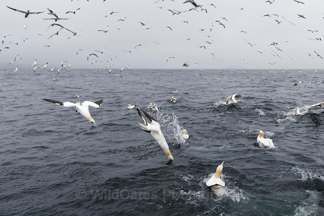 Gannets_0010 - Bass Rock