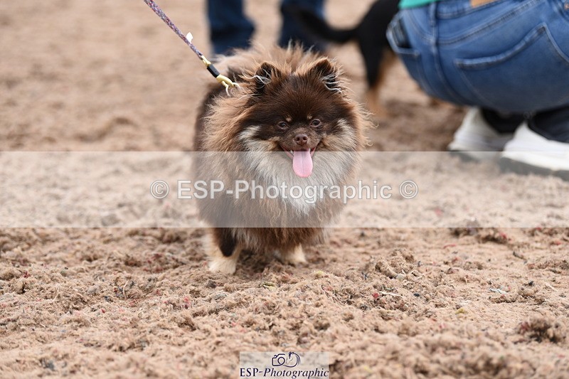 240518A-112226-00764 - Cls 1 Cutest Puppy