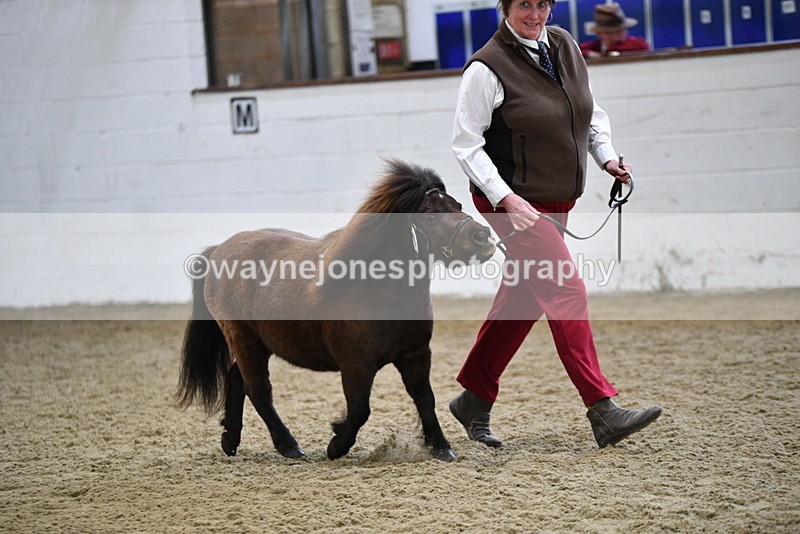 WJ5_5243 - Class 4 In hand M&M - small breeds