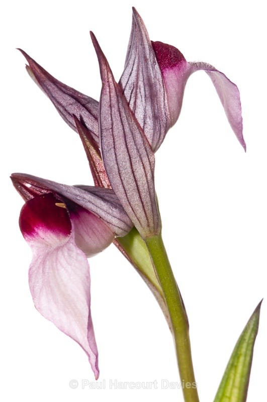  - WB: Orchids - Various