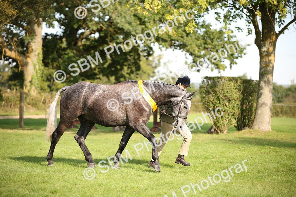 SBM_60141 - S53 - Hunter In Hand