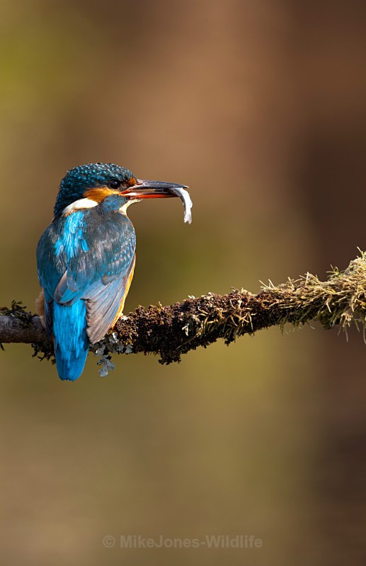 KINGFISHER no 17 - KINGFISHERS