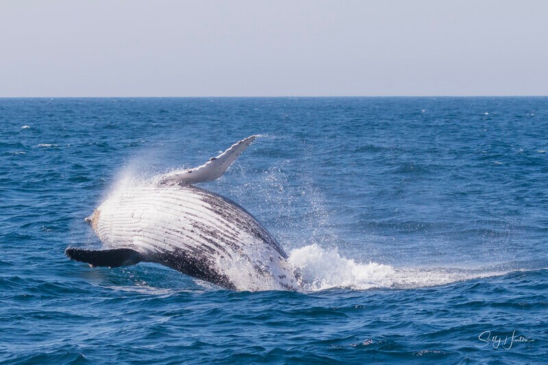 0A3A0441 - 2024 Whale Photos