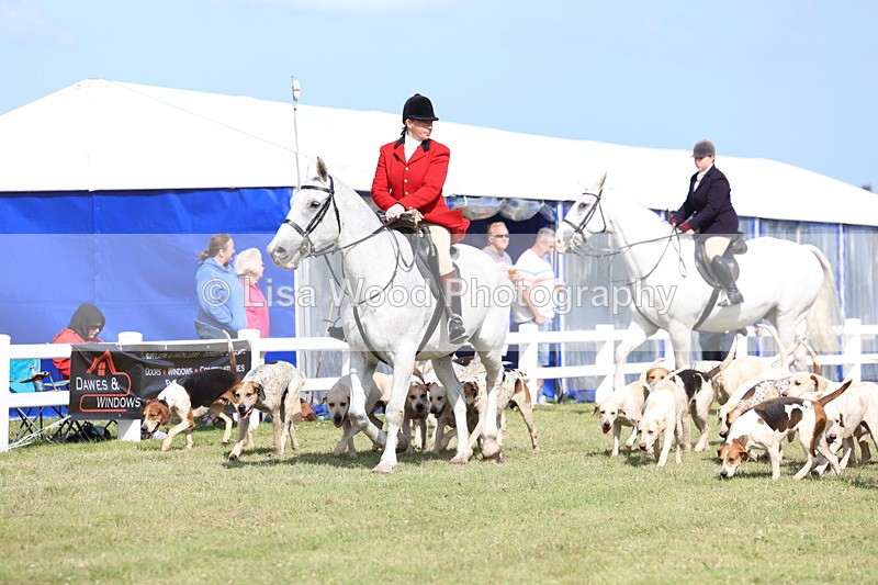 3E7A3351 - Parade of Hounds
