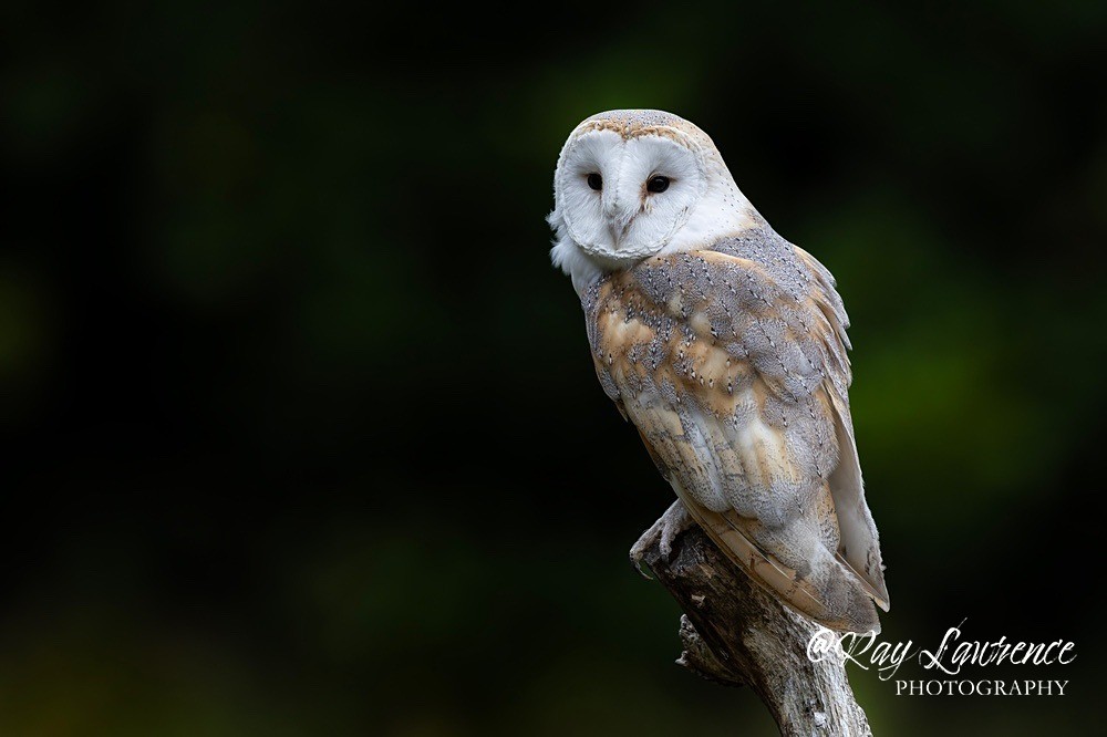 210825 Birds of Prey_RLP165207 - Natural World