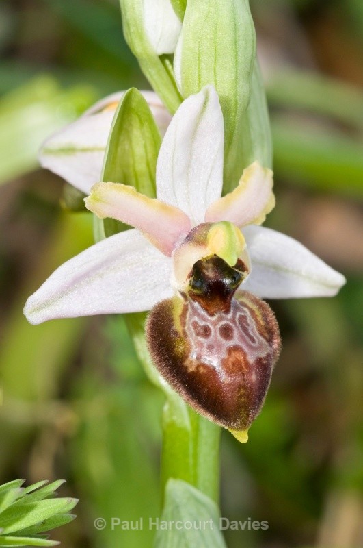 Archipelago Orchid (Ophrys archipelagi - Orchids - Ophrys