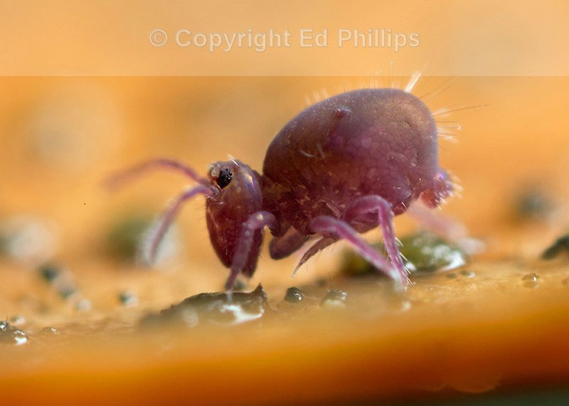 Dicyrtoma fusca