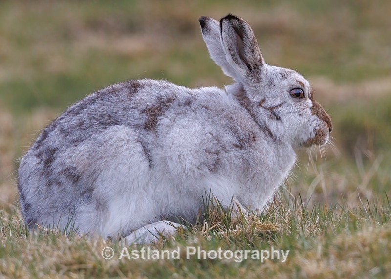 Mountain Hare - Latest Images