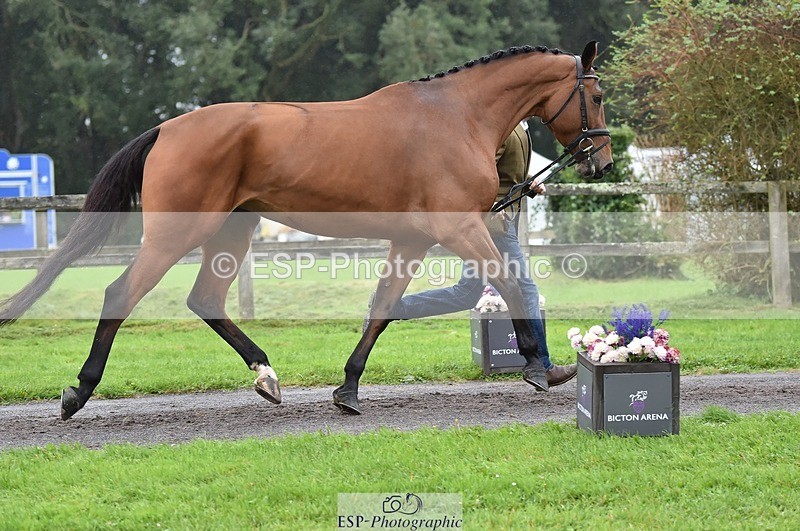 231018-122706-00300 - 036-DIAMANT.CRYSTAL.BLUE-Adam.Trew-TrotUp