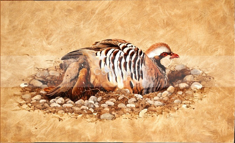  - Birds