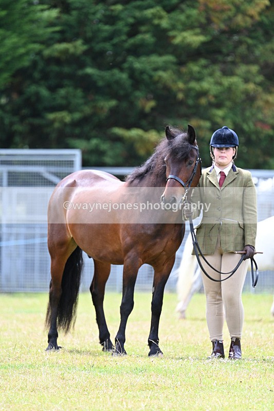 WJ7_6608 - Class 5 Handsome Gelding in hand