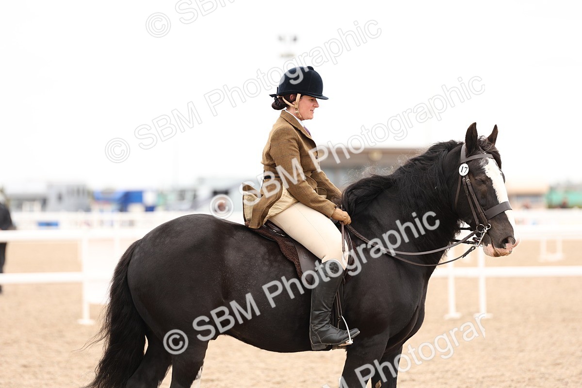 SBM_19715 - Class 216 - Ridden Traditional - Native Cob