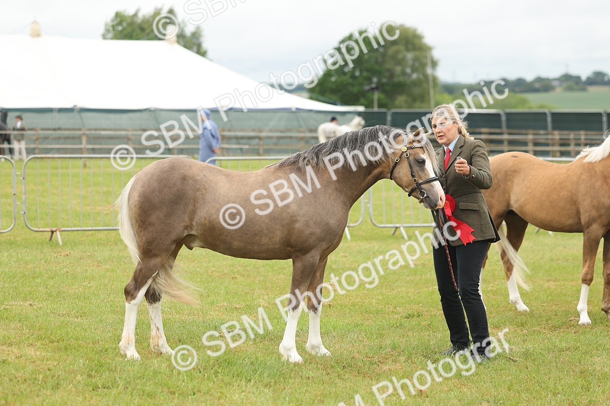 SBM_02183 - Class 50-57 - M&M Welsh Pony In Hand
