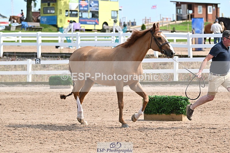 240717A-161240-03350 - Trot Up 4pm to 5pm