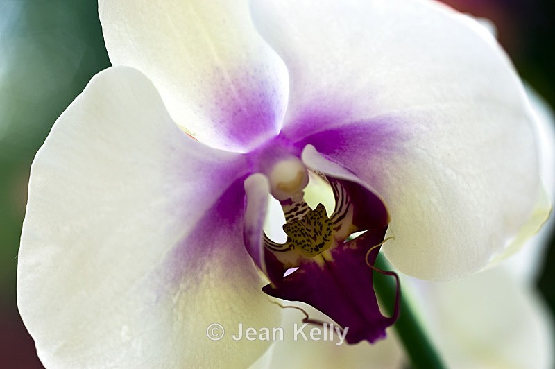 Flower - 20080717_101 - White