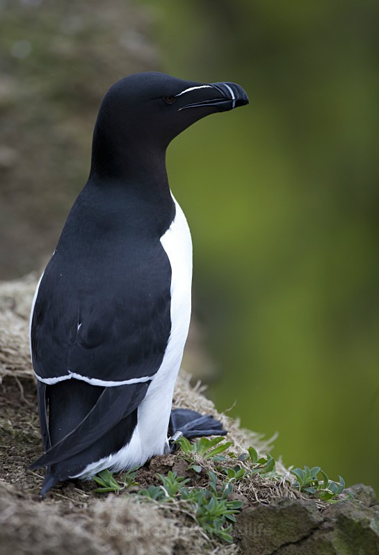 RAZORBILL, LUNGA, TRESHNISH ISLES - RAZORBILL GALLERY