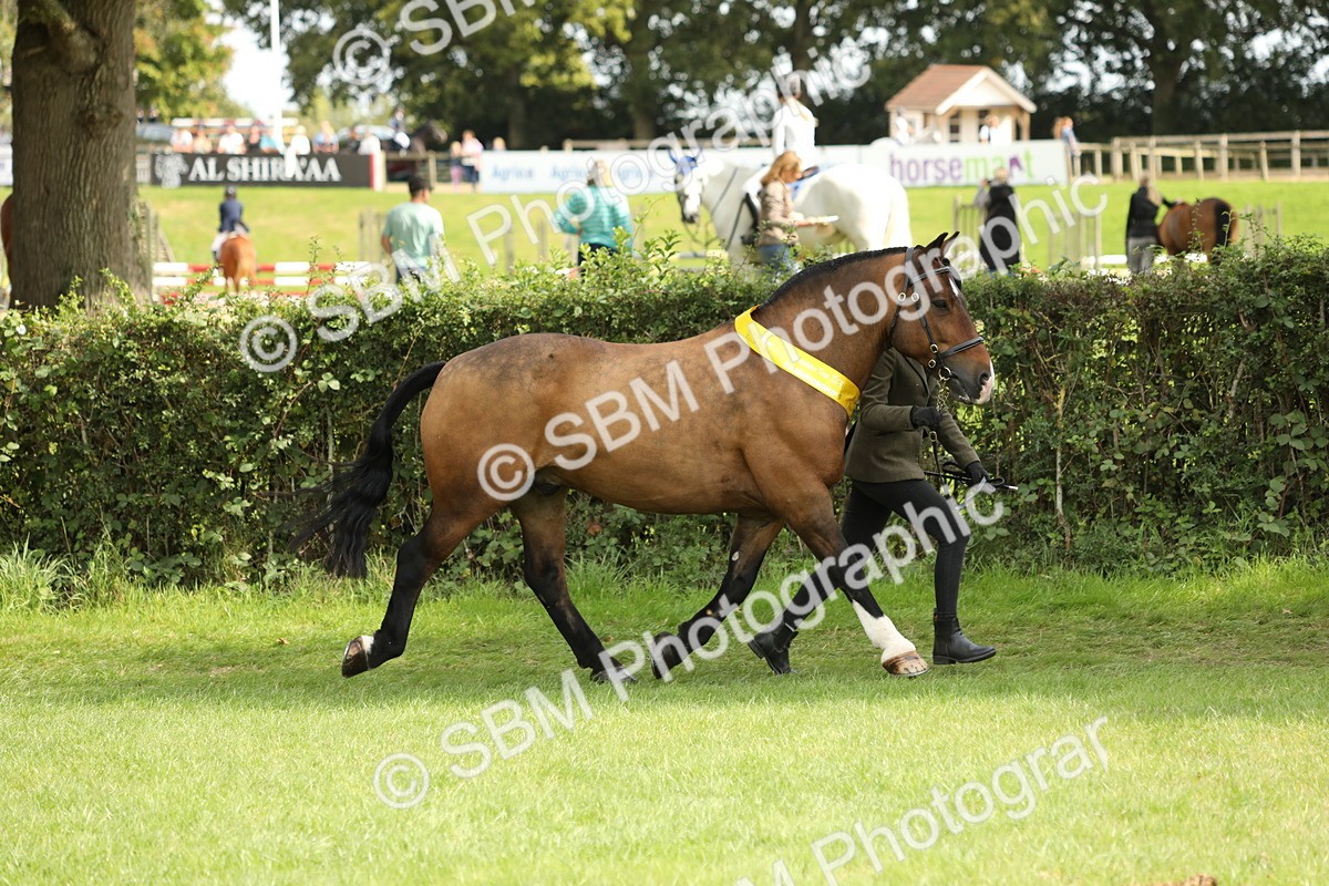SBM_66259 - In Hand Pony & Youngstock Supreme Championship