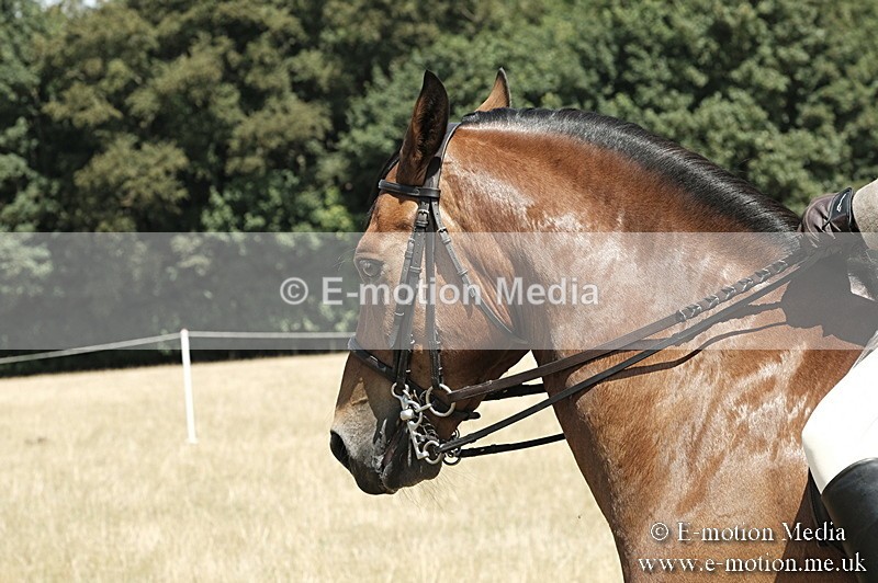 _PJP5981 - BVRC Show 2018 Ring 1