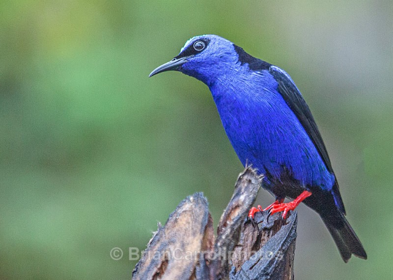 IMG_4759 Male Red Legged Honeycreeper, Costa Rica - Costa Rican Wildlife