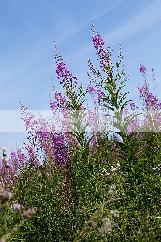 20110730-IMG_6157 - Plants and Flowers