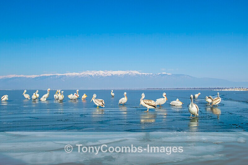Dalmatian Pelican - Lake Kerkini