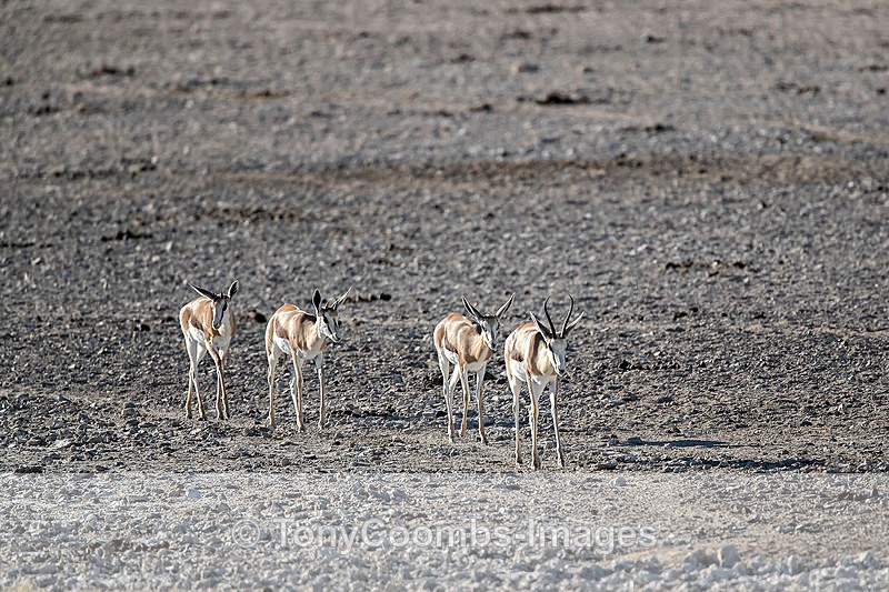 Springbok - Etosha National Park ~ Mammals