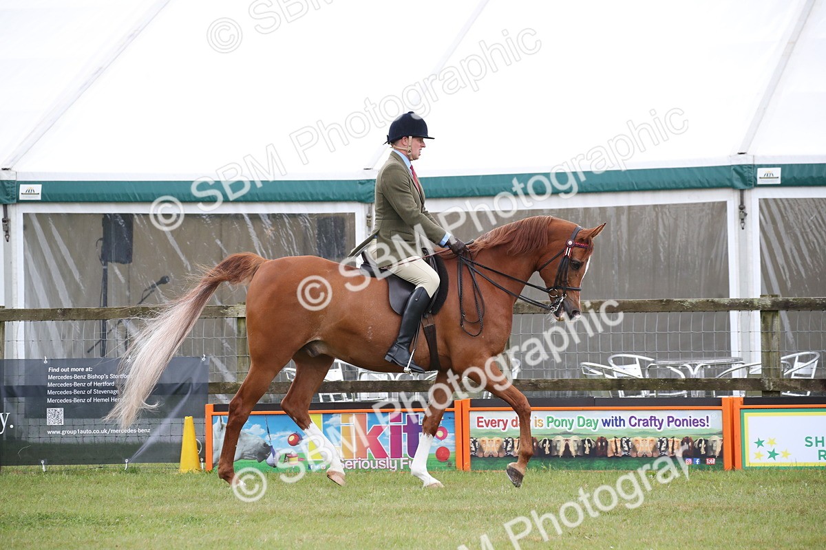 SBM_03605 - Class 21 - 22 - Ridden Arab and Part Bred/Anglo Arab