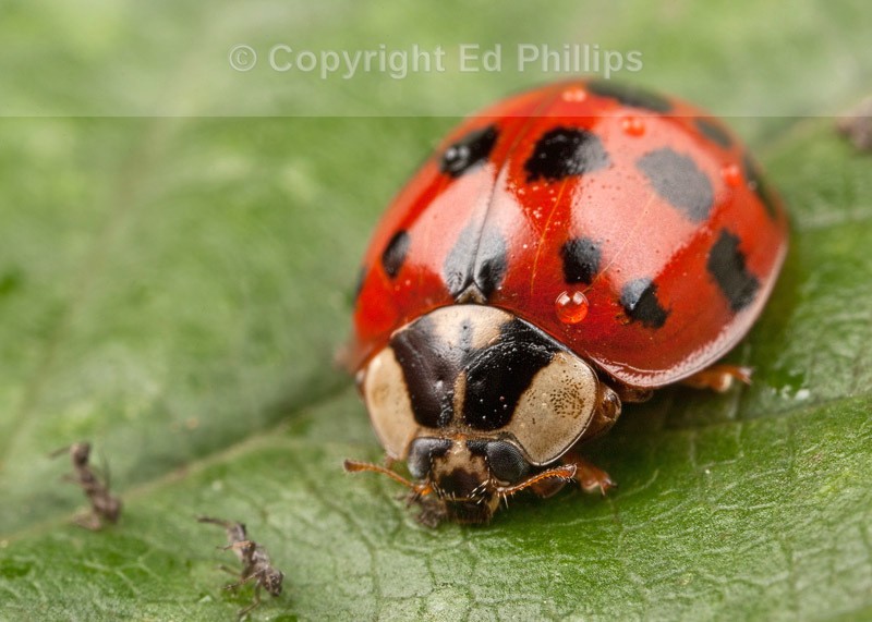 Harlequin Ladybird