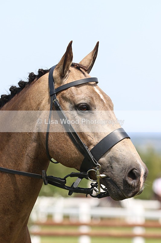 JPP_3457 - Class 22: Working Hunter 70cm