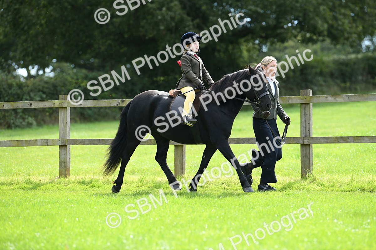 SBM_42540 - S20 - Lead Rein Mountain & Moorland Pony