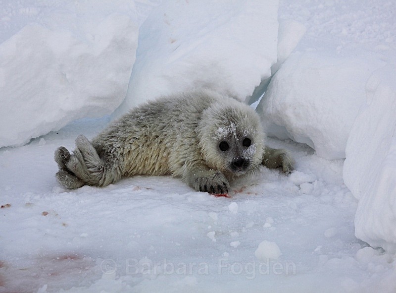 The first day 0476 - First 6 weeks of a seal pup's life