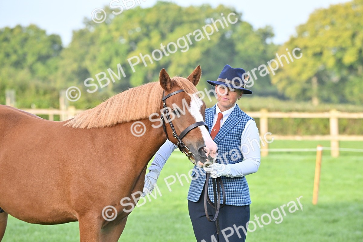 SBM_54628 - S44 - Youngstock In Hand