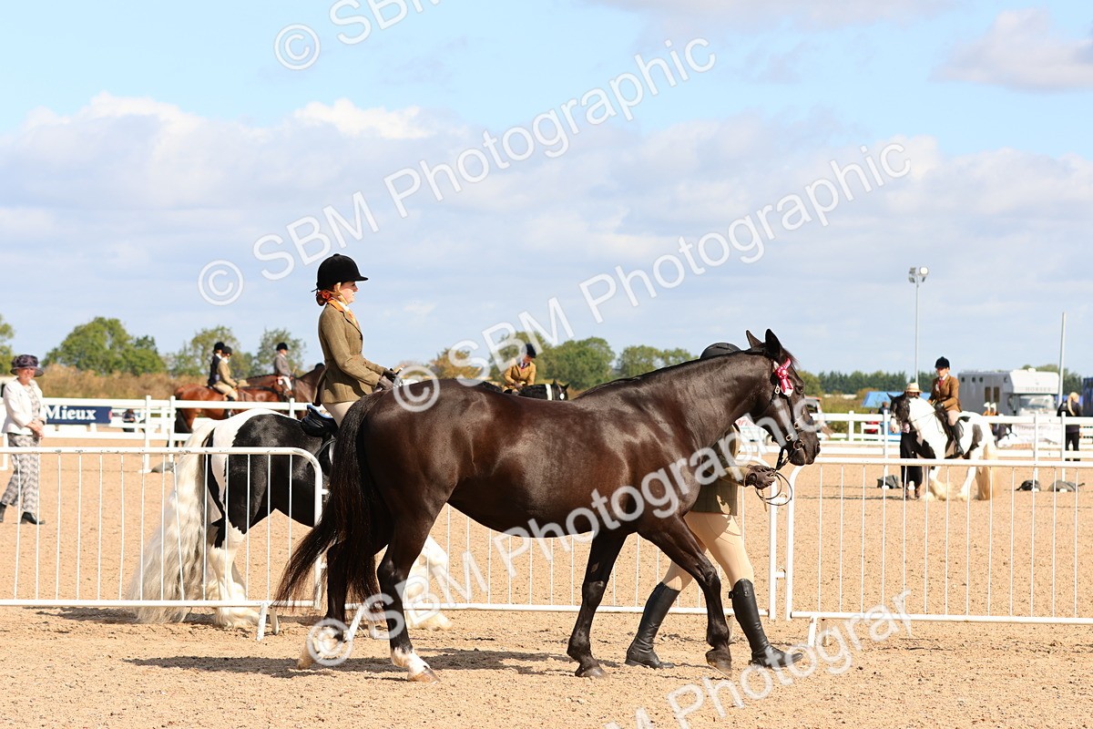 SBM_11148 - Class 208 - IH Veteran Horse